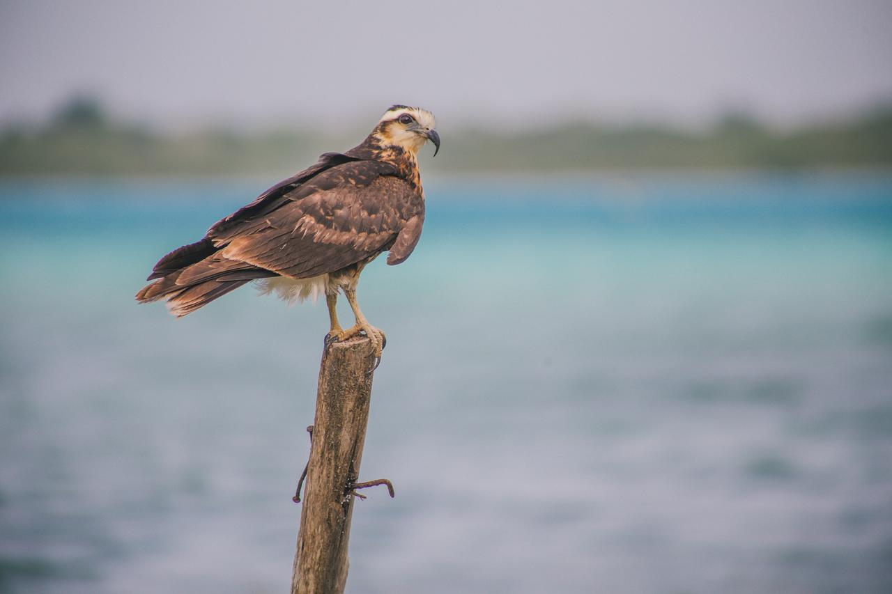 The Yak Lake House - Hostal Bacalar Ngoại thất bức ảnh